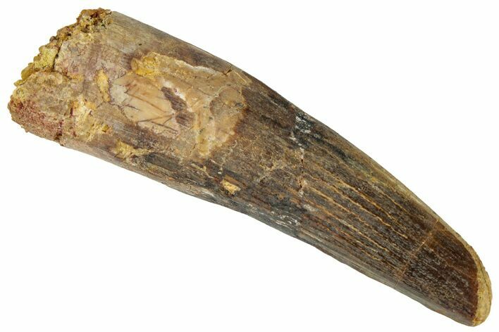 Fossil Spinosaurus Tooth - Real Dinosaur Tooth #310873